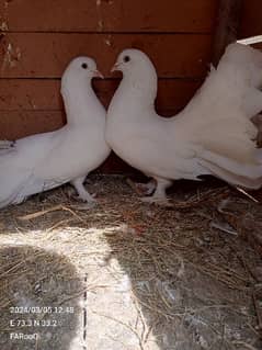 pigeon white luckay
