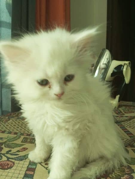 Persian kittens pair triple coat sale Whats0.3. 1.9. 8.7. 1.3. 0.8. 0 3