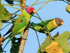 one pair plum headed parrot , one Green parrot female  and (Many more)
