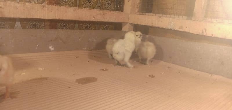 white silkie chicks 2