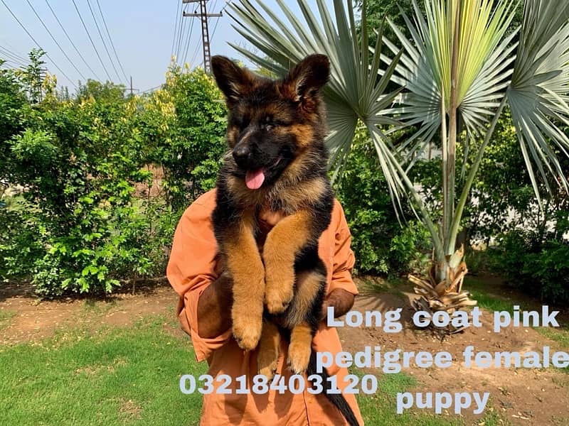 Pink pedigree hot sale german shepherd