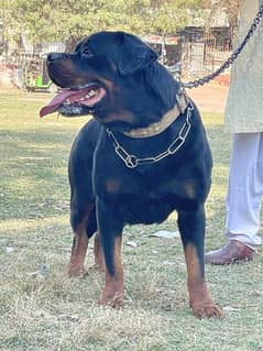 Olx best sale dog rottweiler