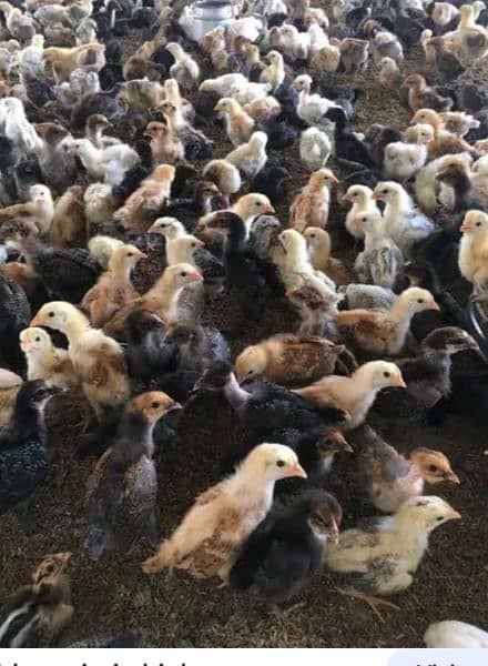 golden mesri chicken  availabil . fully health and  beautiful chickens 3