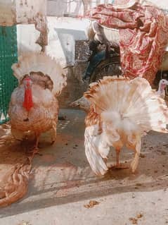 3Breeders  Turkey birds with eggs available contact on what's app