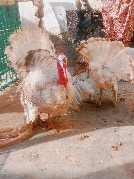 3Breeders  Turkey birds with eggs available contact on what's app 1