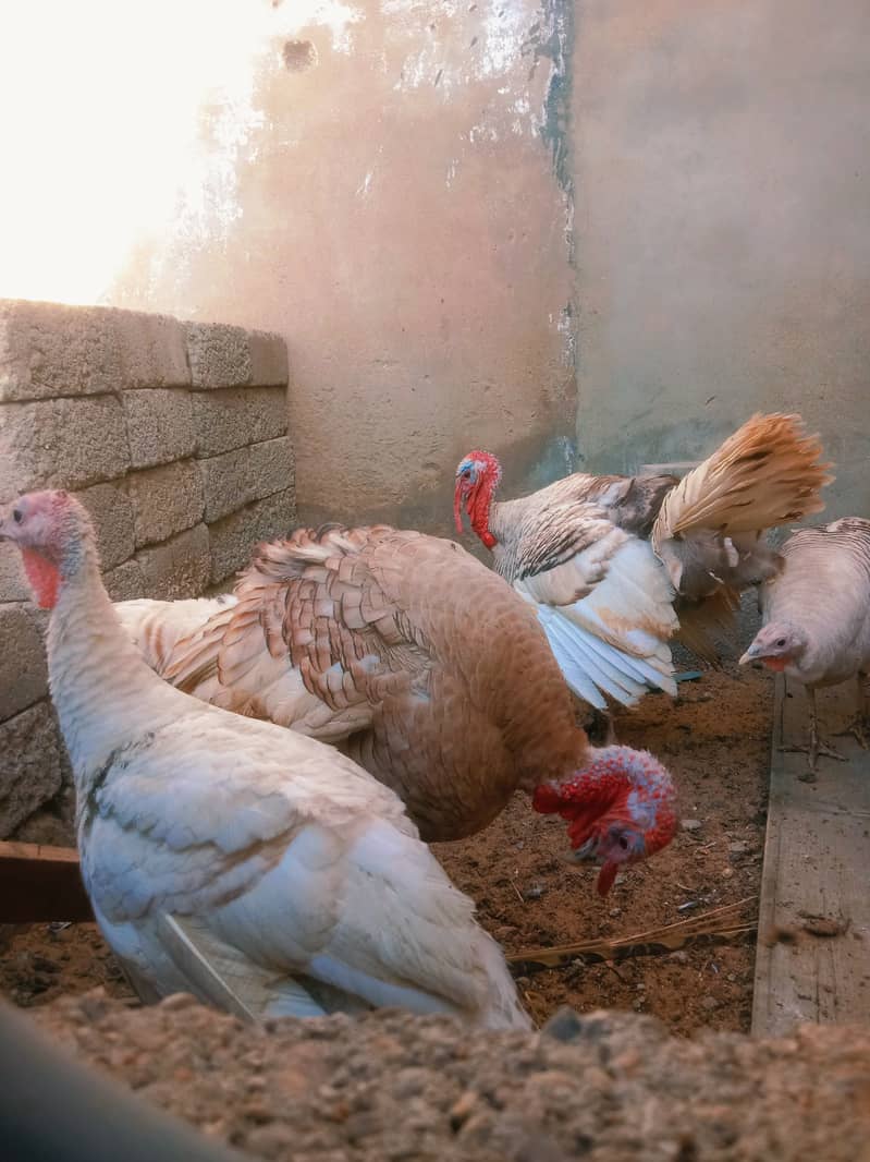 3Breeders  Turkey birds with eggs available contact on what's app 4