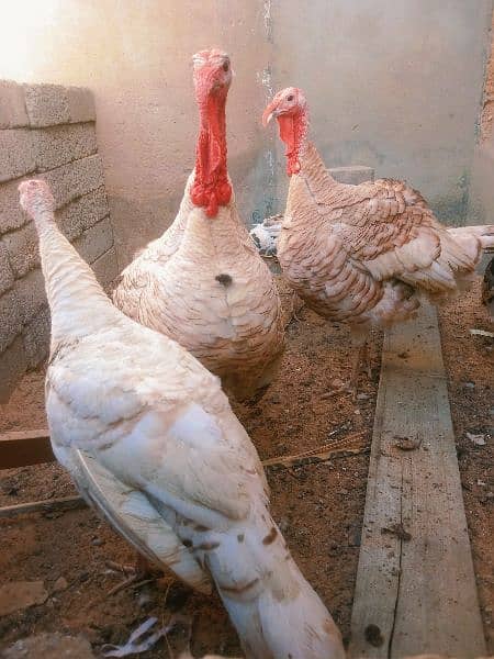 3Breeders  Turkey birds with eggs available contact on what's app 6