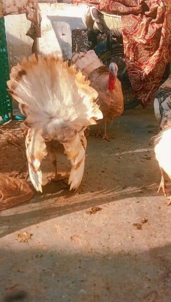3Breeders  Turkey birds with eggs available contact on what's app 7