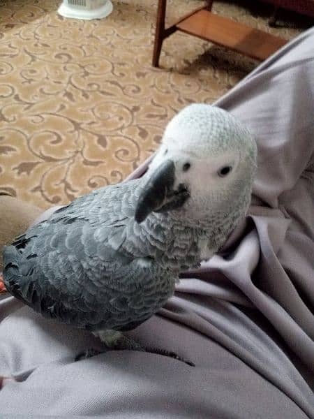 Talking parrot | gray parrot | hand tamed | African grey parrots chiks 12