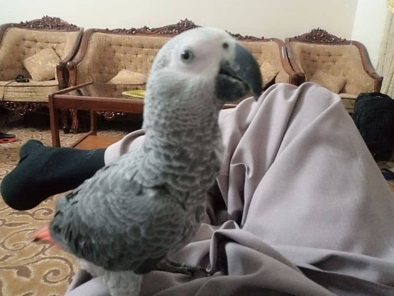 Talking parrot | gray parrot | hand tamed | African grey parrots chiks 13