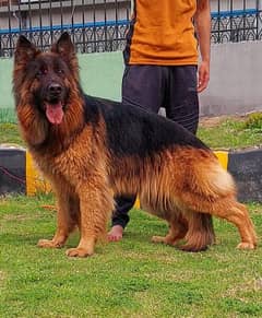 German shepherd dog long coat outlet price