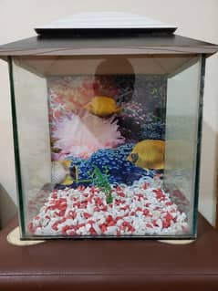 1 Fit Fish Aquarium With Beautiful Gravels And Plant with head