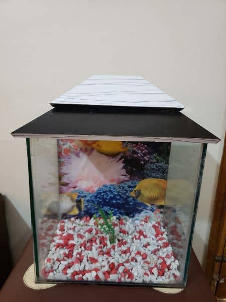 1 Fit Fish Aquarium with Beautiful Gravels plant and head 1