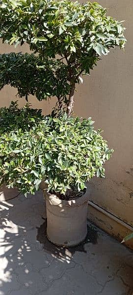 Chinese Fig with big pot 1