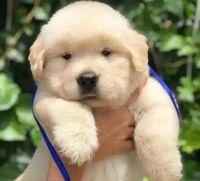 imported golden retriever Kcp pedigree puppies 4
