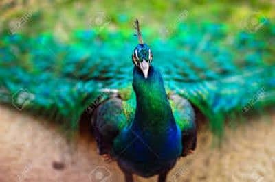 peacock