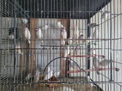 Java Finches Gouldian Finch  and Bangles Finches For Sale