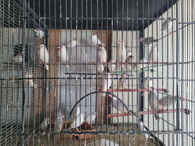 Java Finches Gouldian Finch  and Bangles Finches For Sale 0