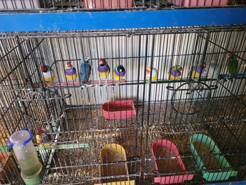 Java Finches Gouldian Finch  and Bangles Finches For Sale 1