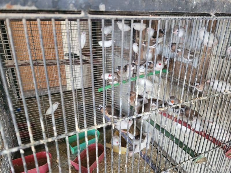 Java Finches Gouldian Finch  and Bangles Finches For Sale 2