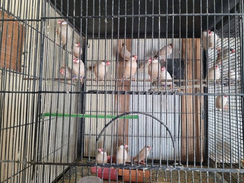 Java Finches Gouldian Finch  and Bangles Finches For Sale 3