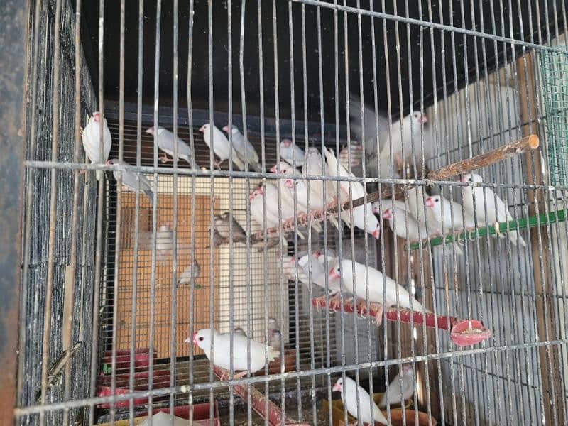 Java Finches Gouldian Finch  and Bangles Finches For Sale 4