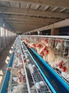 Cage | Hens Cage | pinjra | iron cage | Cage for sale