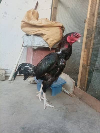 murga for sale