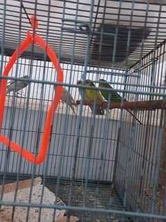 Buggies pairs and Green Parrot pair 1 year old for sale in Lahore 0