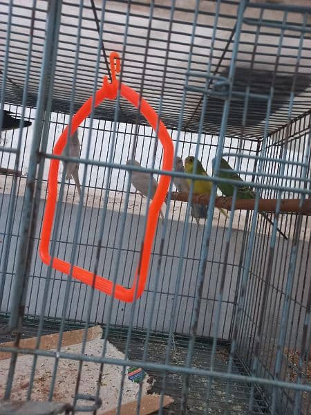 Buggies pairs and Green Parrot pair 1 year old for sale in Lahore 1
