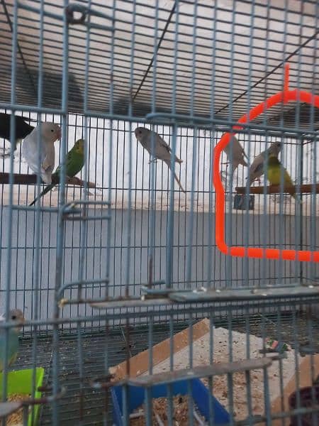 Buggies pairs and Green Parrot pair 1 year old for sale in Lahore 3