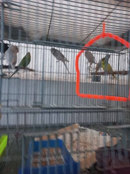 Buggies pairs and Green Parrot pair 1 year old for sale in Lahore 4