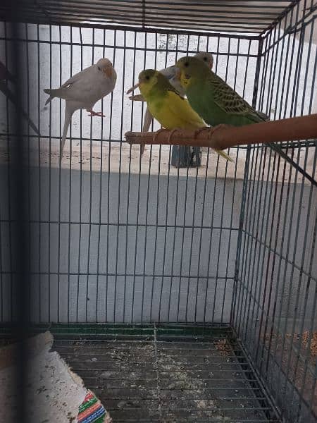 Buggies pairs and Green Parrot pair 1 year old for sale in Lahore 6