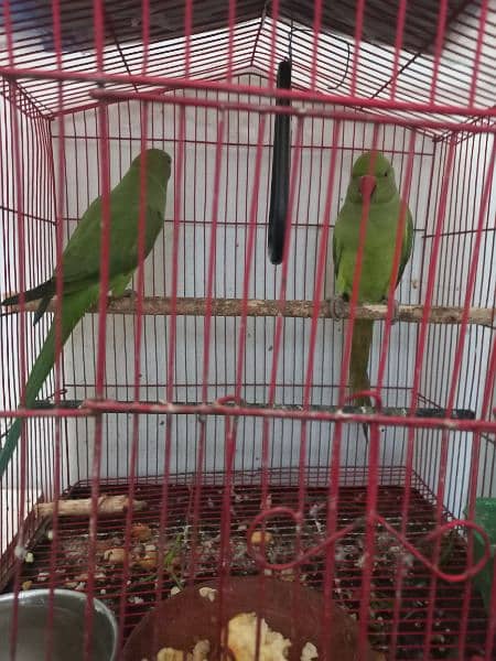 Buggies pairs and Green Parrot pair 1 year old for sale in Lahore 7