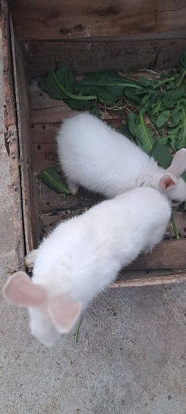 Red Eyes Rabbits For sale 0