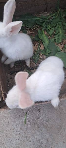 Red Eyes Rabbits For sale 1