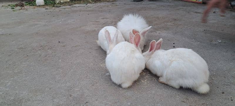 Red Eyes Rabbits For sale 2