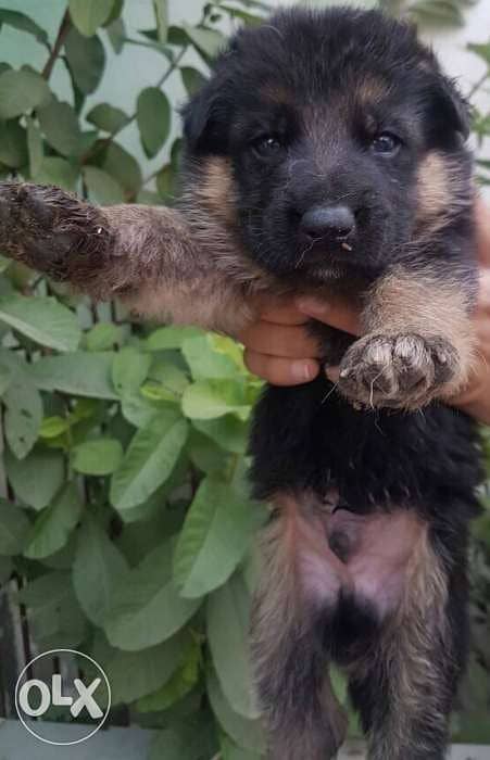 German Shepherd Puppy Available For Loving Families 4
