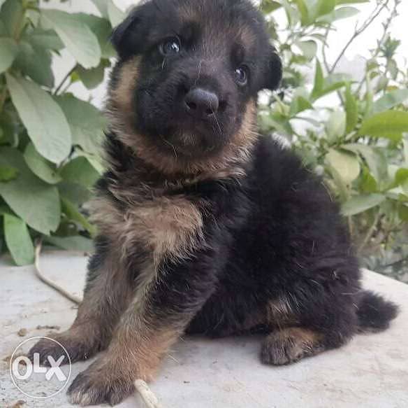 German Shepherd Puppies Male and Female Available For Loving Families 5