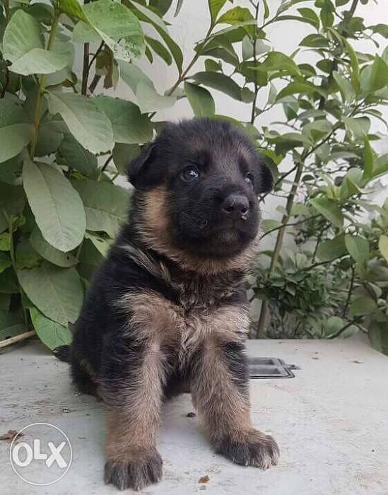 German Shepherd Puppies Male and Female Available For Loving Families 6