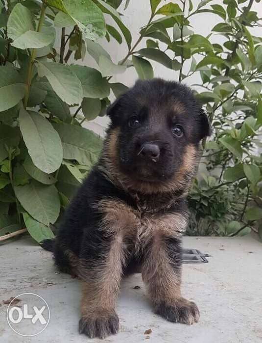 German Shepherd Puppy Available For Loving Families 7