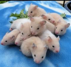 cute hamster babies
white and brown color
age 25 days to one month