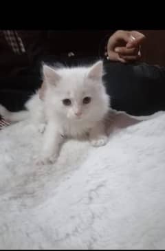 persian cat for sale male