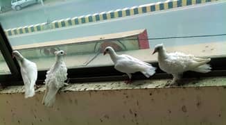 White Danish, Black Danish, Black and White Danish, White FPigeon Pair