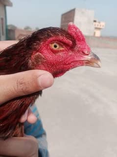 chick is from good breed and has long height