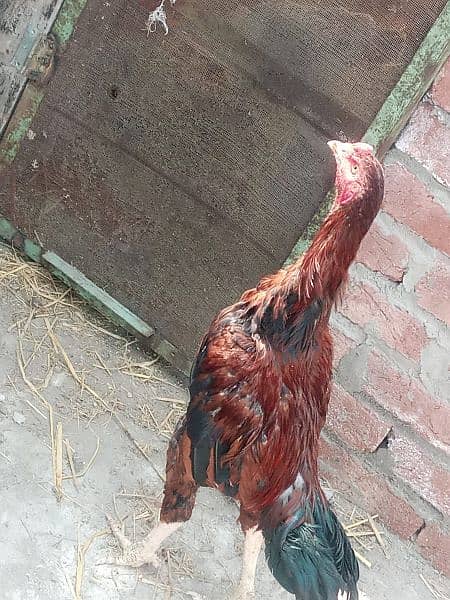 chick is from good breed and has long height 4