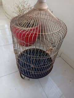 grey parrot Macao cage for sale
