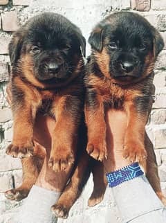 Olx german shepherd sales puppies