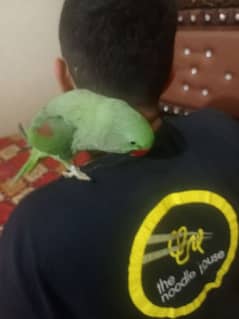 parrot  | green parrot | parrot pair for sale in lahore