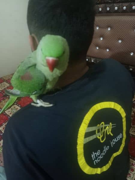parrot  | green parrot | parrot pair for sale in lahore 1